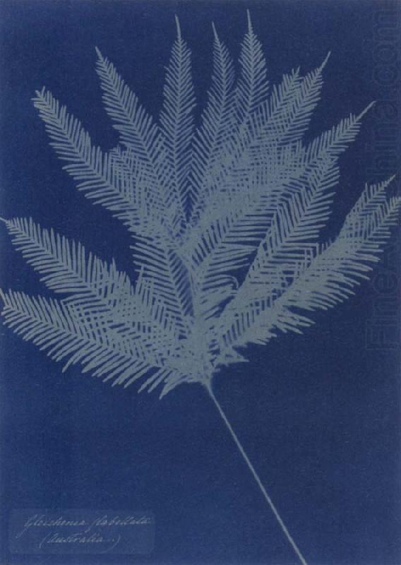 Gleichenia flabellata, Anna Atkins